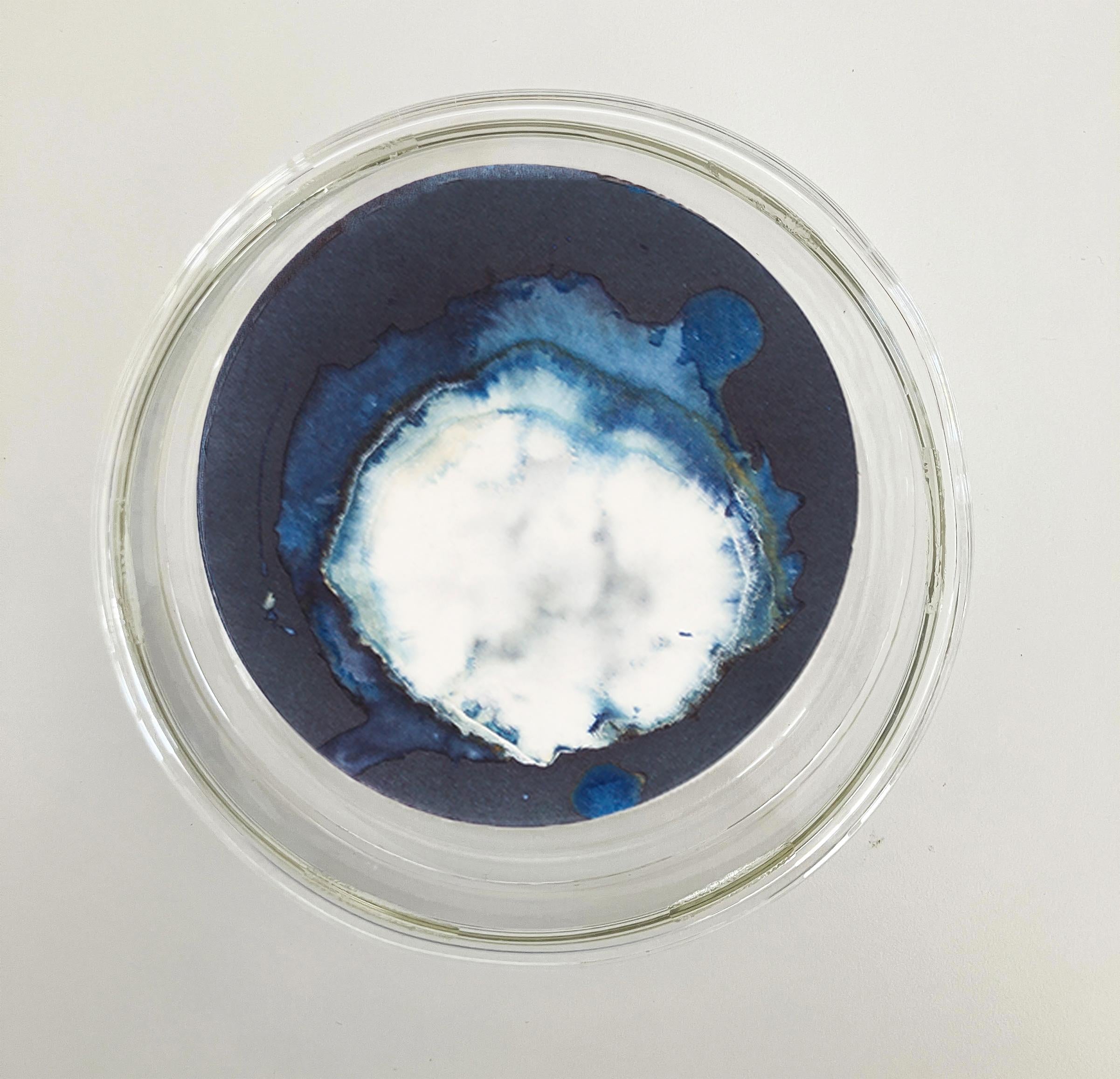Esponjas 8, 11 und 16. Cyanotypie-Fotografien, montiert in einer hochfesten Glasschale – Sculpture von Paola Davila