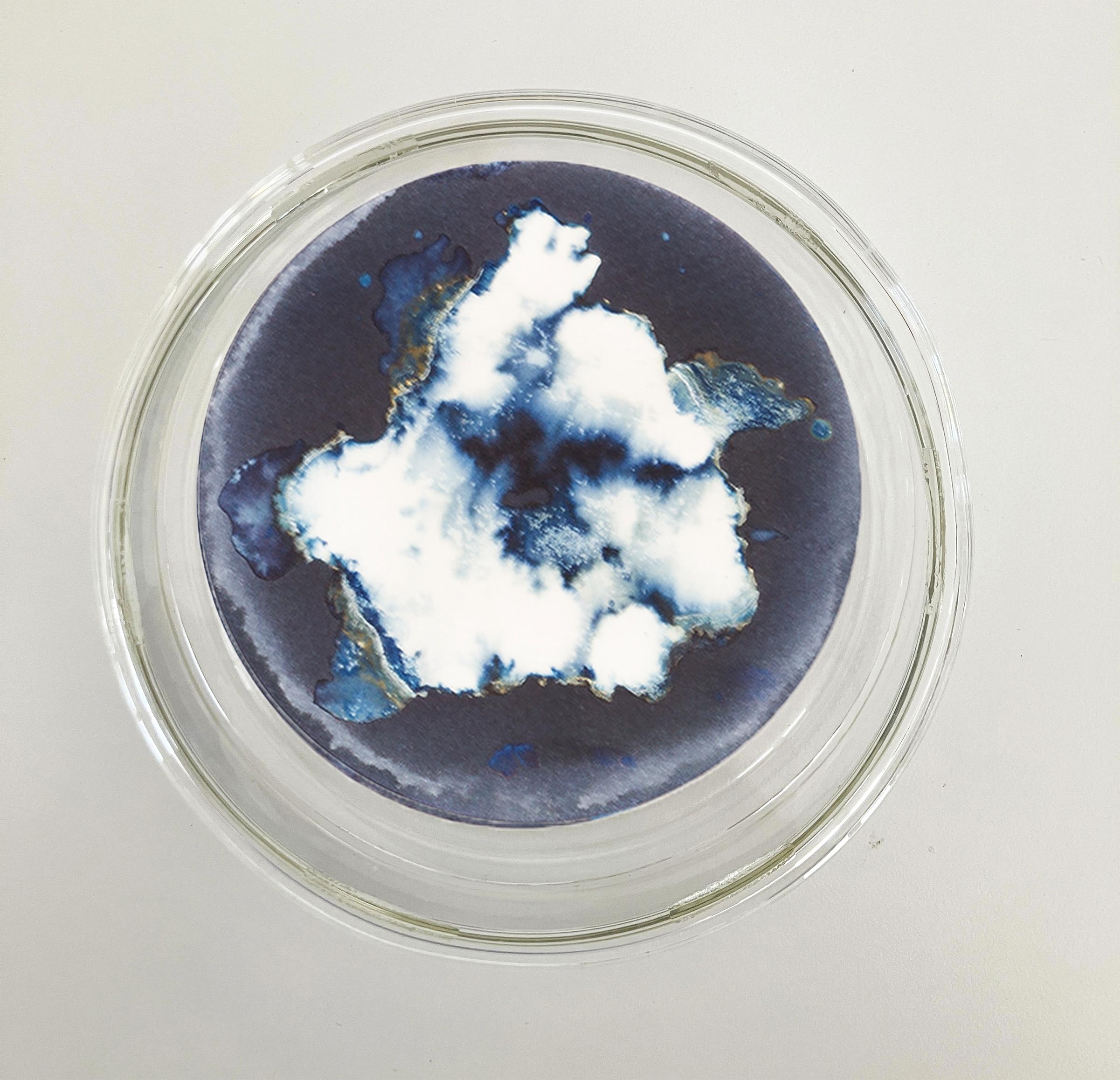 Esponjas 8, 11 und 16. Cyanotypie-Fotografien, montiert in einer hochfesten Glasschale (Grau), Still-Life Sculpture, von Paola Davila