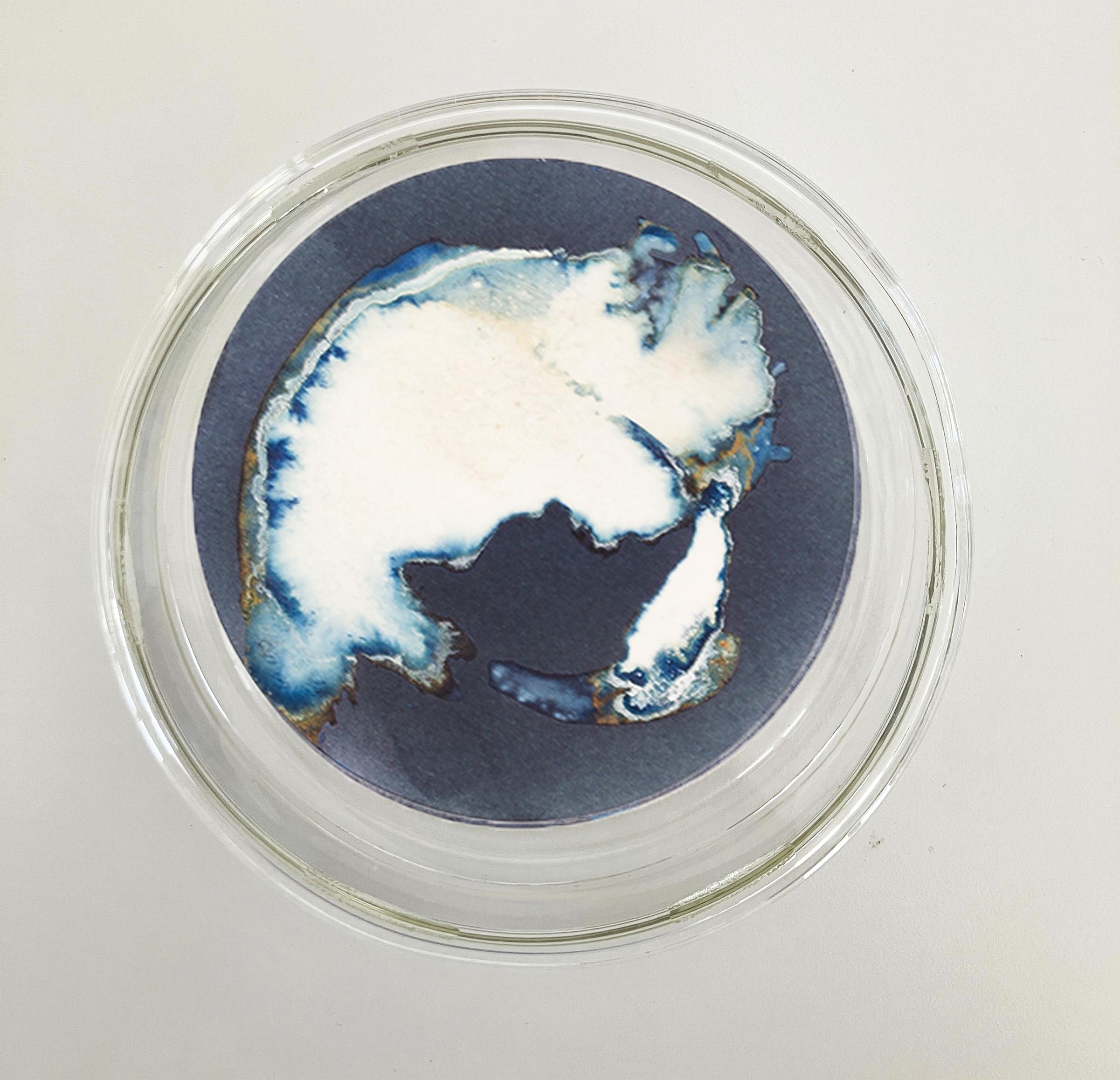 Esponjas 8, 11 y 16, 2022 by Paola Davila 
From the series Mareas
Cyanotype on 300 gr cotton paper
Mounted in a high-resistance borosilicate glass petri dish
Overall size: 36 cm Dm x 12 cm H x 2.4 cm Deep.
Individual Image size: 10.5 cm D. 
Each