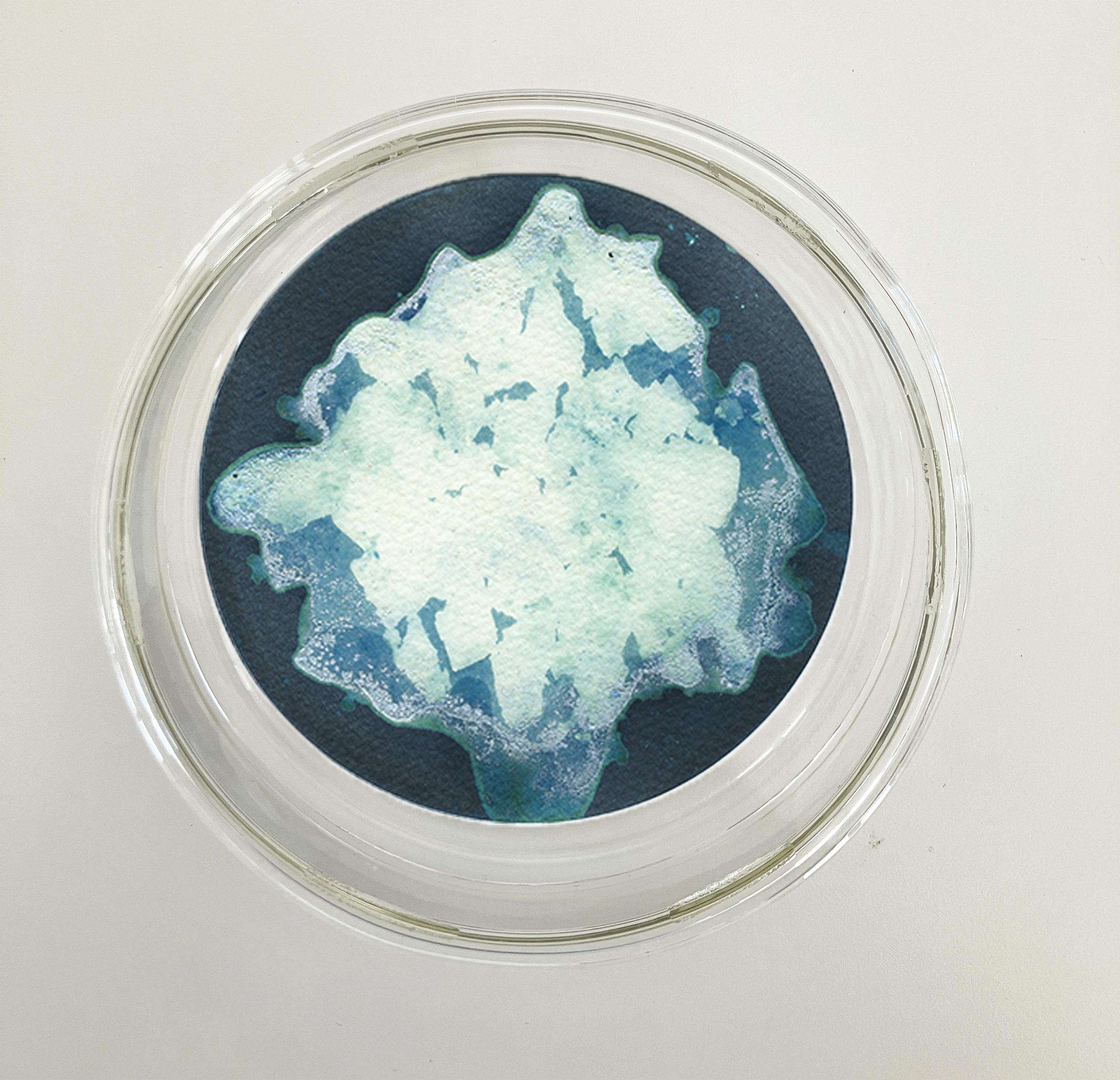 22, 23 und 24. Cyanotypie-Fotografien, montiert in einer hochfesten Glasschale (Grau), Still-Life Sculpture, von Paola Davila