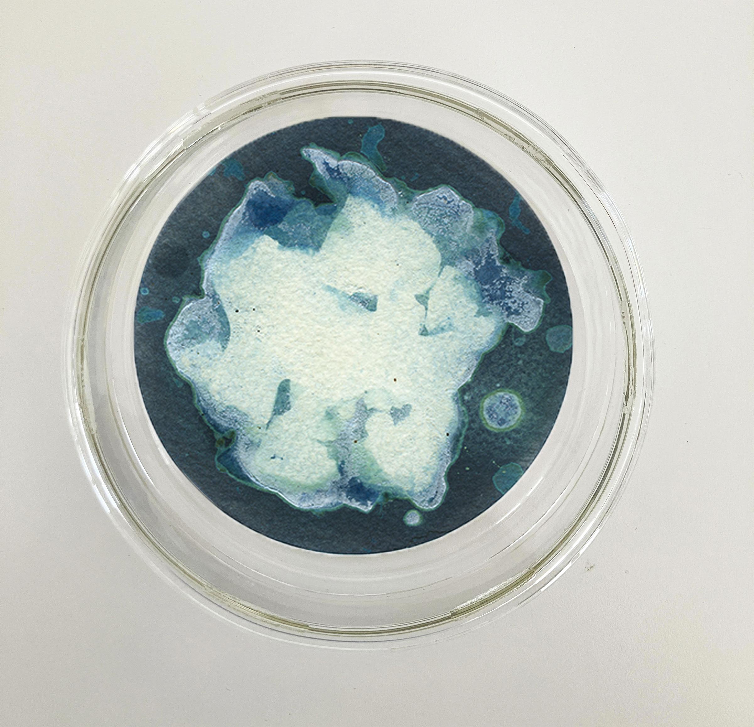 Sal 22, 23 y 24. Cyanotype photograhs mounted in high resistance glass dish - Abstract Sculpture by Paola Davila