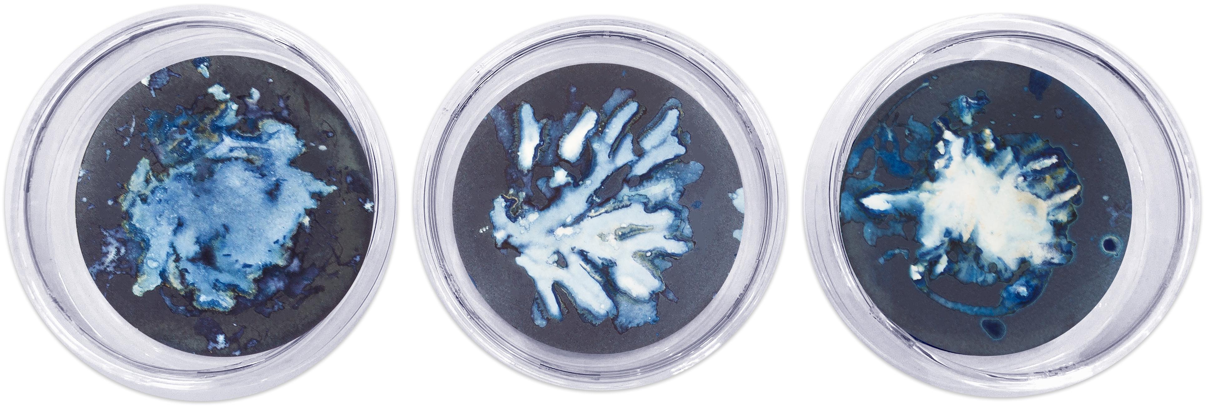 Ensemble de 21 photograhs de type cyanotype montés sur un plat en verre haute résistance - Sculpture de Paola Davila