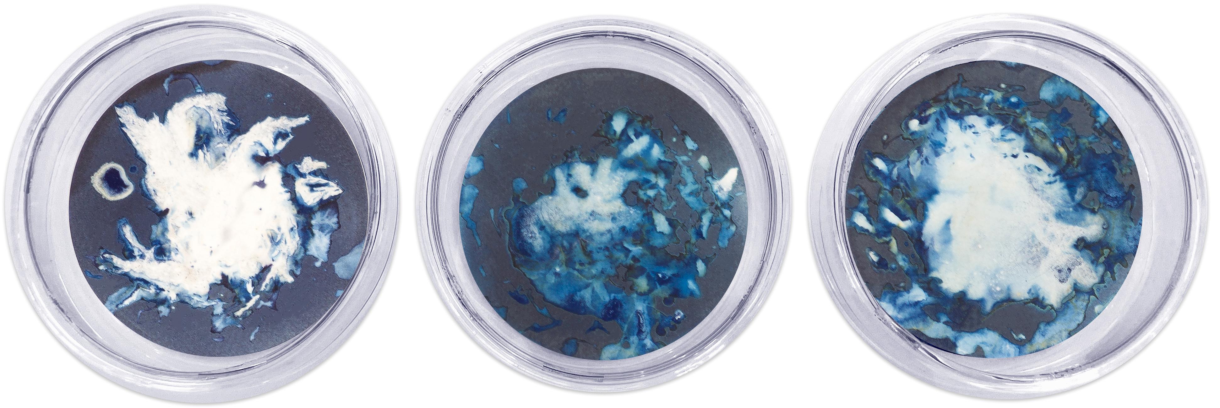 Ensemble de 21 photograhs de type cyanotype montés sur un plat en verre haute résistance en vente 2