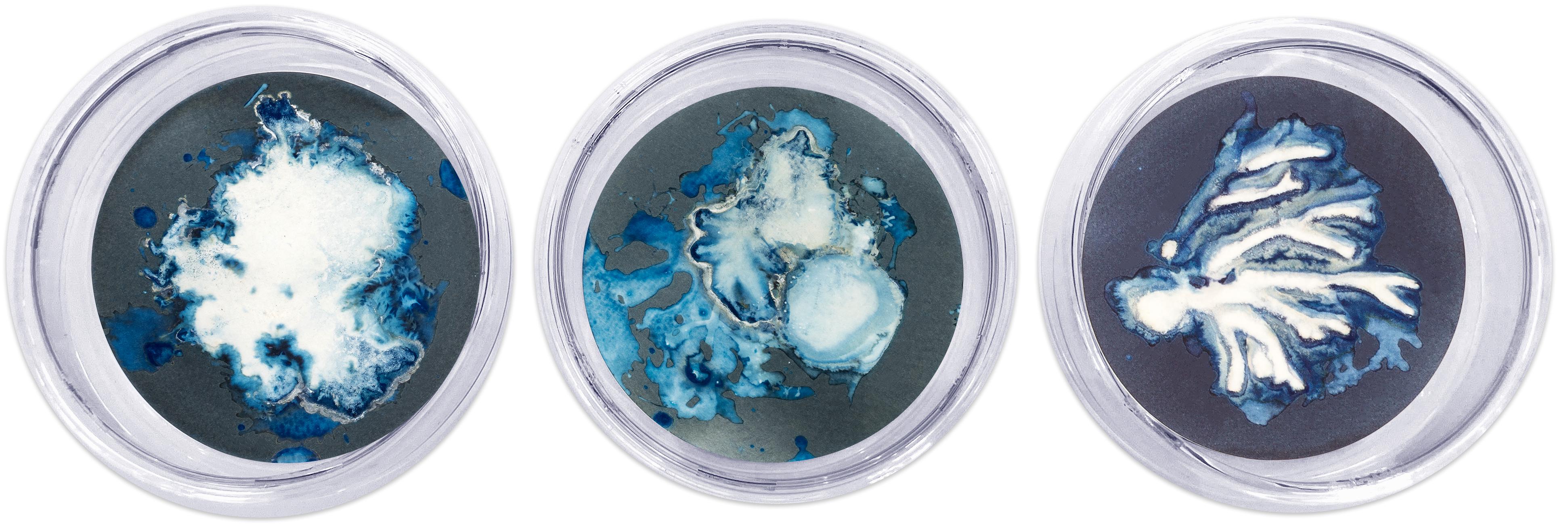 Ensemble de 21 photograhs de type cyanotype montés sur un plat en verre haute résistance en vente 3