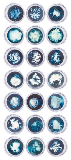 Set of 21 Cyanotype photograhs mounted in high resistance glass dish