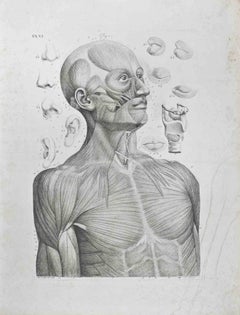 Anatomy of Face- Etching By Paolo Mascagni - 1810