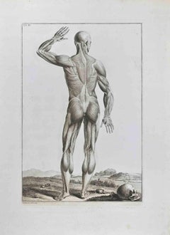 Anatomía de un hombre visto de espaldas - Grabado de Paolo Mascagni - 1810