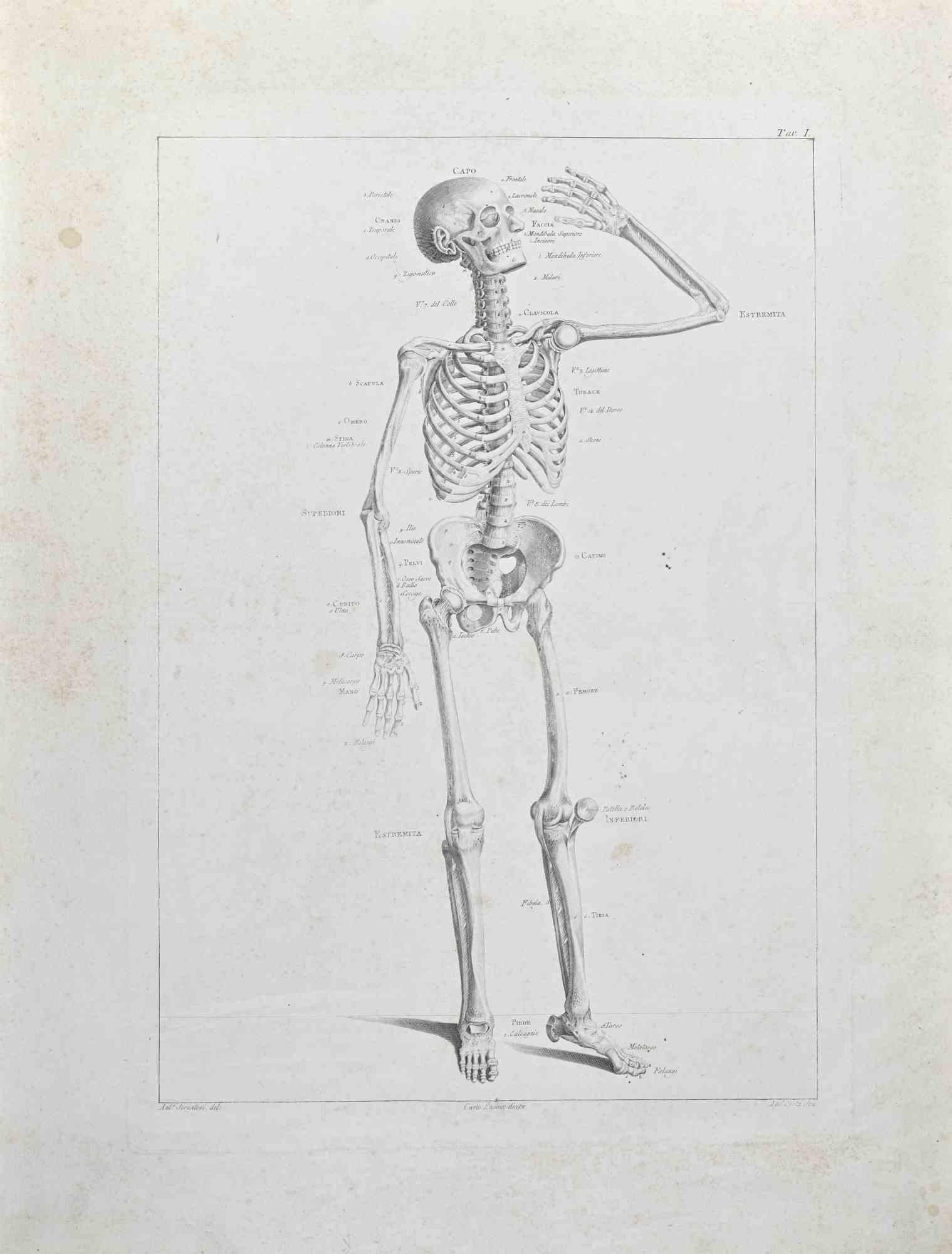Anatomy - Plate 1 - Etching by Paolo Mascagni - 1810