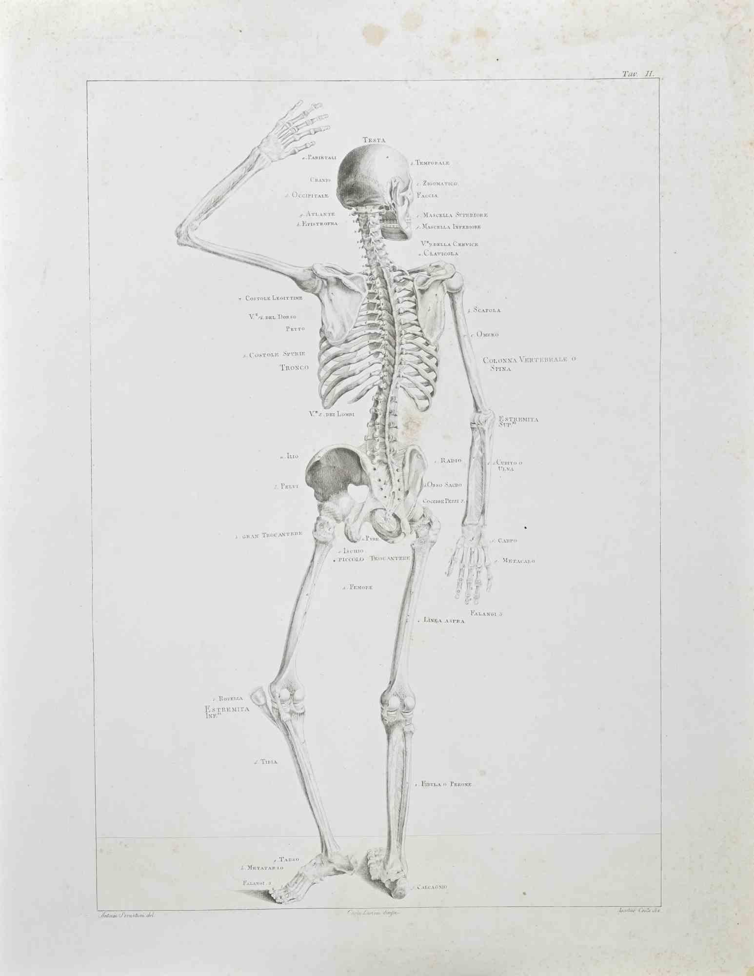 Anatomy - Plate 2 - Etching by Paolo Mascagni - 1810