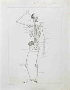 Anatomy - Plate 2 - Etching by Paolo Mascagni - 1810