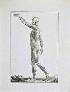 Anatomy - Plate 5 - Etching by Paolo Mascagni - 1810