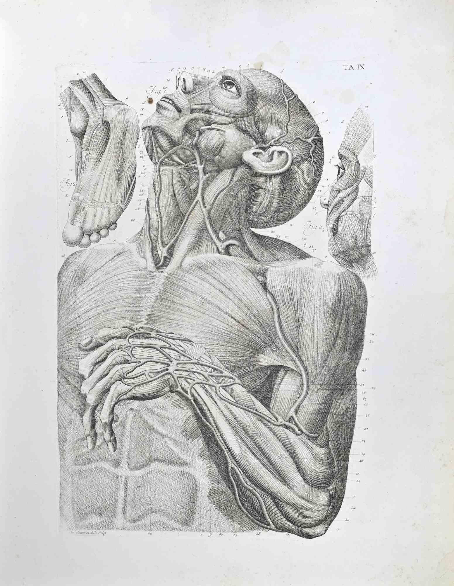 Aguafuerte realizado por Paolo Mascagni y Antonio Serantoni en los primeros años del siglo XIX, y publicado en 1810.

Lámina 9 de "Studi di Anatomia", realizada bajo la supervisión de Carlo Lasinio.

Buen estado.