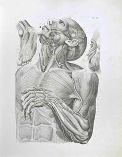 Anatomía - Lámina 9 - Aguafuerte de Paolo Mascagni - 1810
