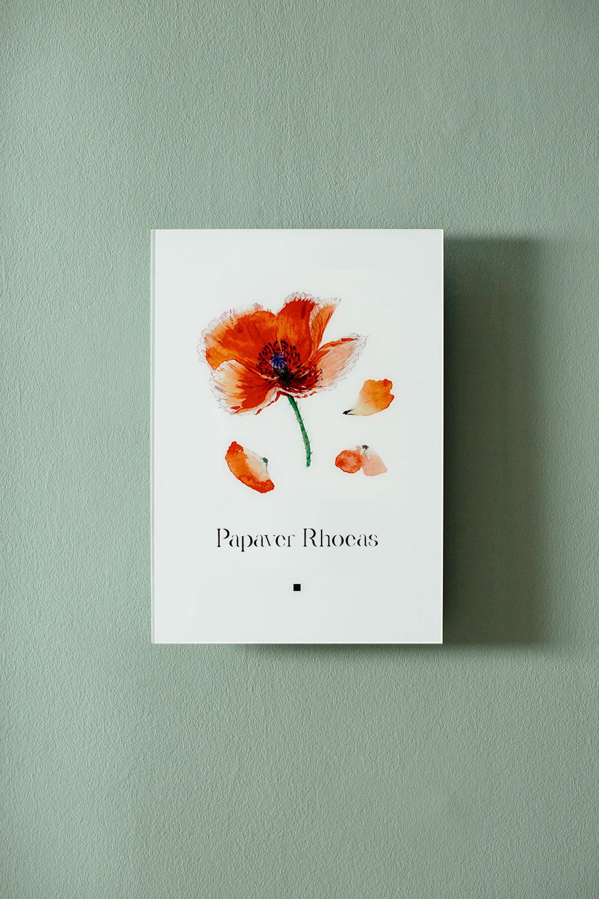 Papavero, Papaver Rhoeas
Il papavero fa parte della famiglia delle Papaveraceae ed è un fiore annuale. Le sue origini sono sconosciute. Questa specie vegetale viene attribuita alle Americhe, da dove è passata all'Europa settentrionale e da lì