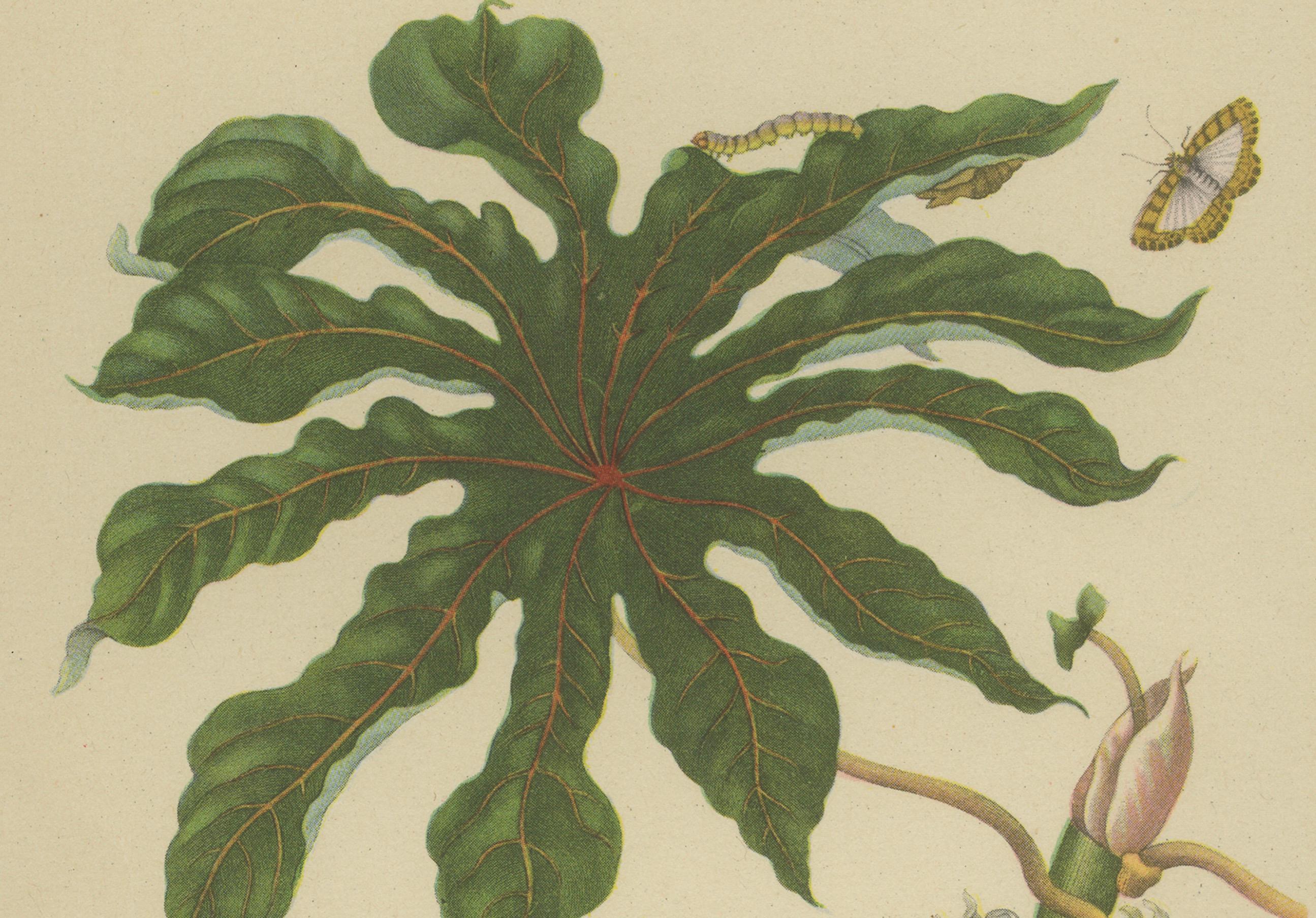 Heliconia with Insects – After Maria Sibylla Merian, Plate 54 from Metamorphosis insectorum Surinamensium, 19th-century lithograph

Description:
A fine 19th-century hand-coloured lithograph after the original Plate 54 by Maria Sibylla Merian