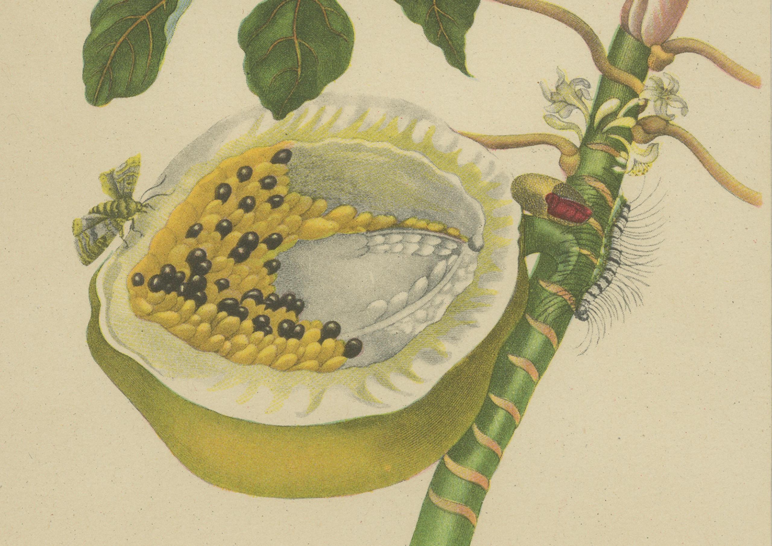 German Papaya and Insects – 19th-Century Hand-Coloured Lithograph after Merian Plate 45 For Sale