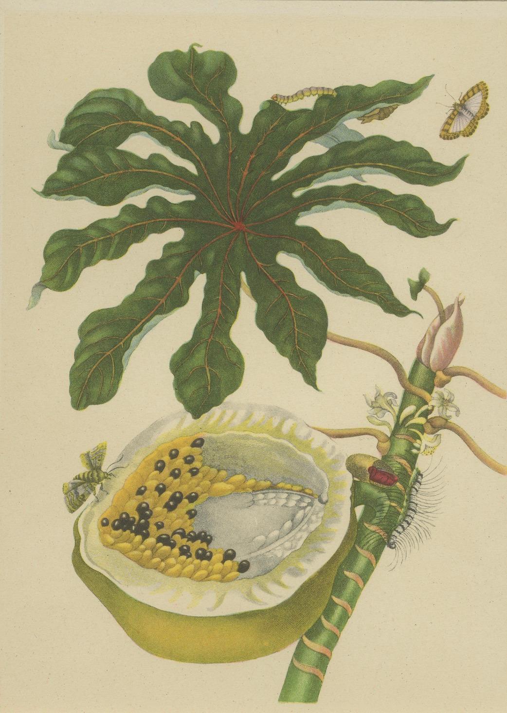 Engraved Papaya and Insects – 19th-Century Hand-Coloured Lithograph after Merian Plate 45 For Sale
