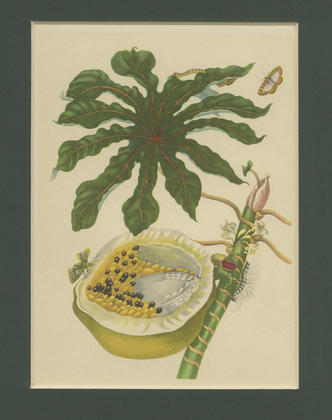 Papaya and Insects – 19th-Century Hand-Coloured Lithograph after Merian Plate 45 In Good Condition For Sale In Langweer, NL