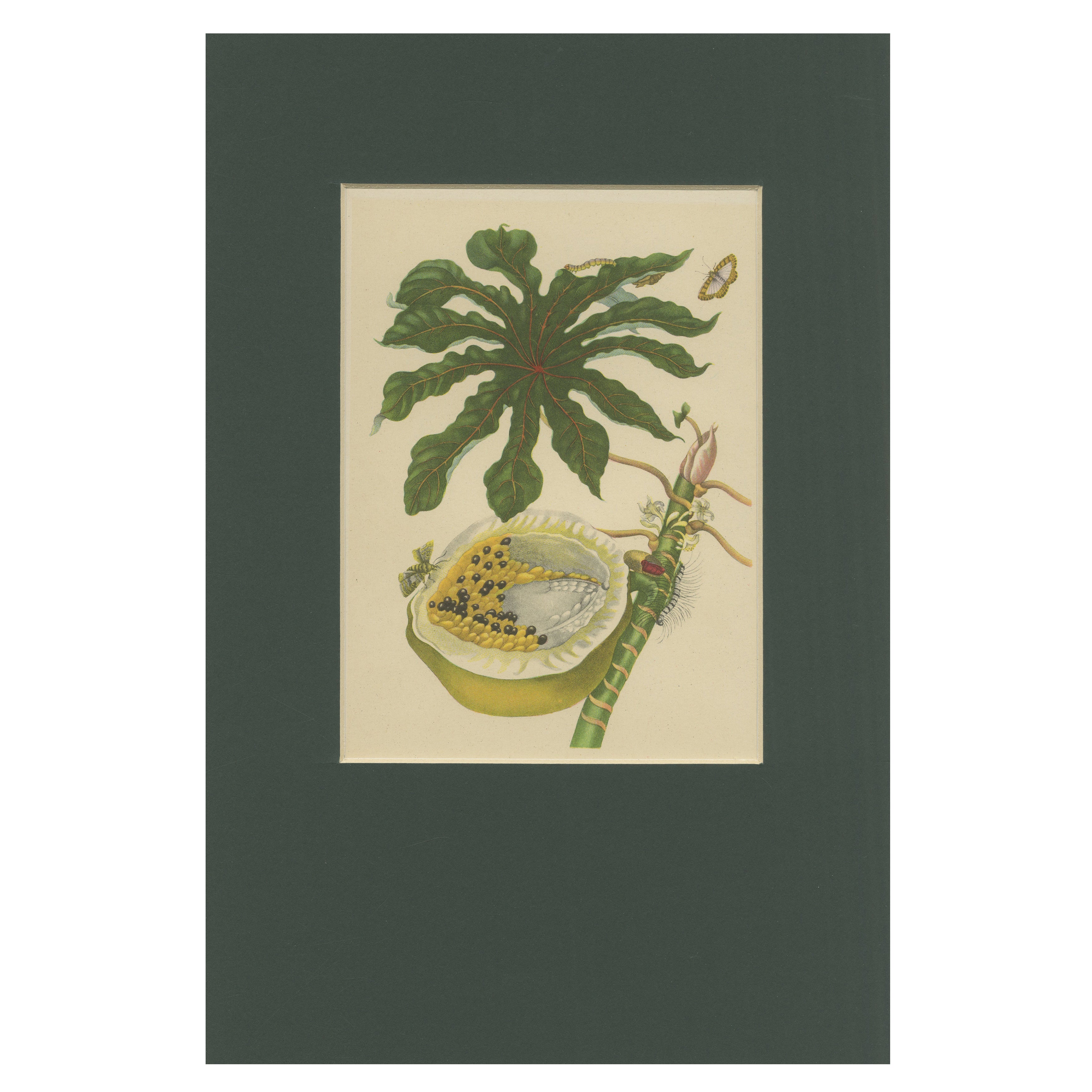 Papaya and Insects – 19th-Century Hand-Coloured Lithograph after Merian Plate 45 For Sale