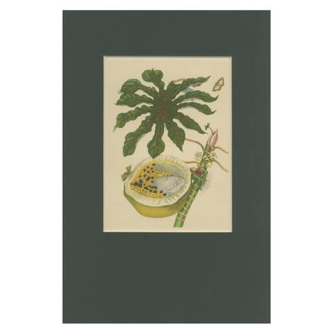 Papaya and Insects – 19th-Century Hand-Coloured Lithograph after Merian Plate 45