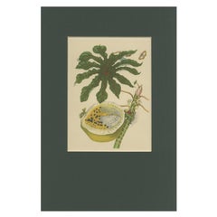 Papaya and Insects – 19th-Century Hand-Coloured Lithograph after Merian Plate 45