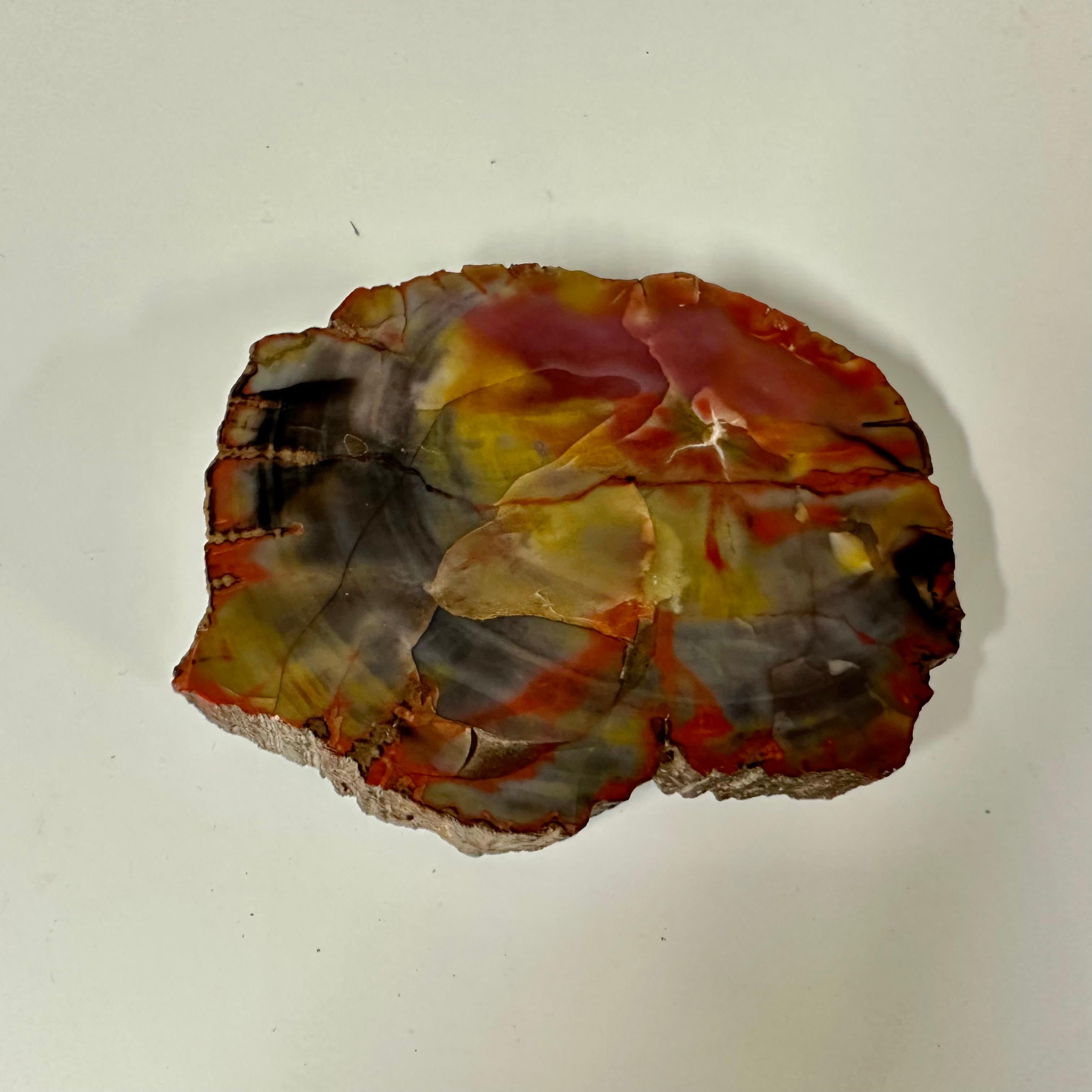 Questo splendido fermacarte è un pezzo di vero legno pietrificato, sapientemente lucidato su un lato per rivelare la sua straordinaria bellezza naturale. La superficie levigata mostra una vivace gamma di colori, che vanno dalle profonde tonalità