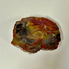 Fermacarte. Un pezzo di legno pietrificato e lucidato su un lato.