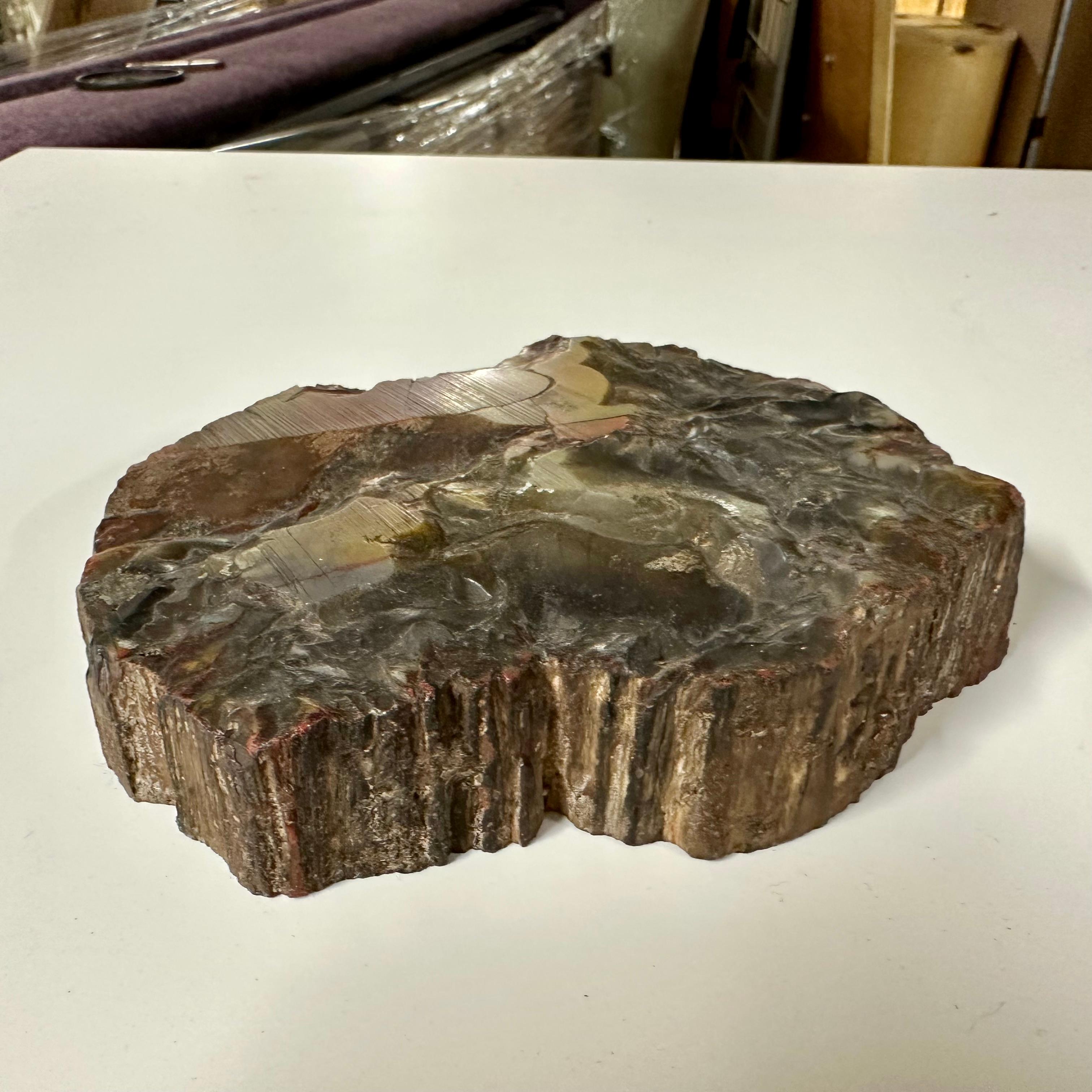 Fino al XVIII secolo Fermacarte. Un pezzo di legno pietrificato e lucidato su un lato. in vendita