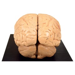 Vintage Papier Mache and Plaster Model of Human Brain Made in Prague in the Early 1930s