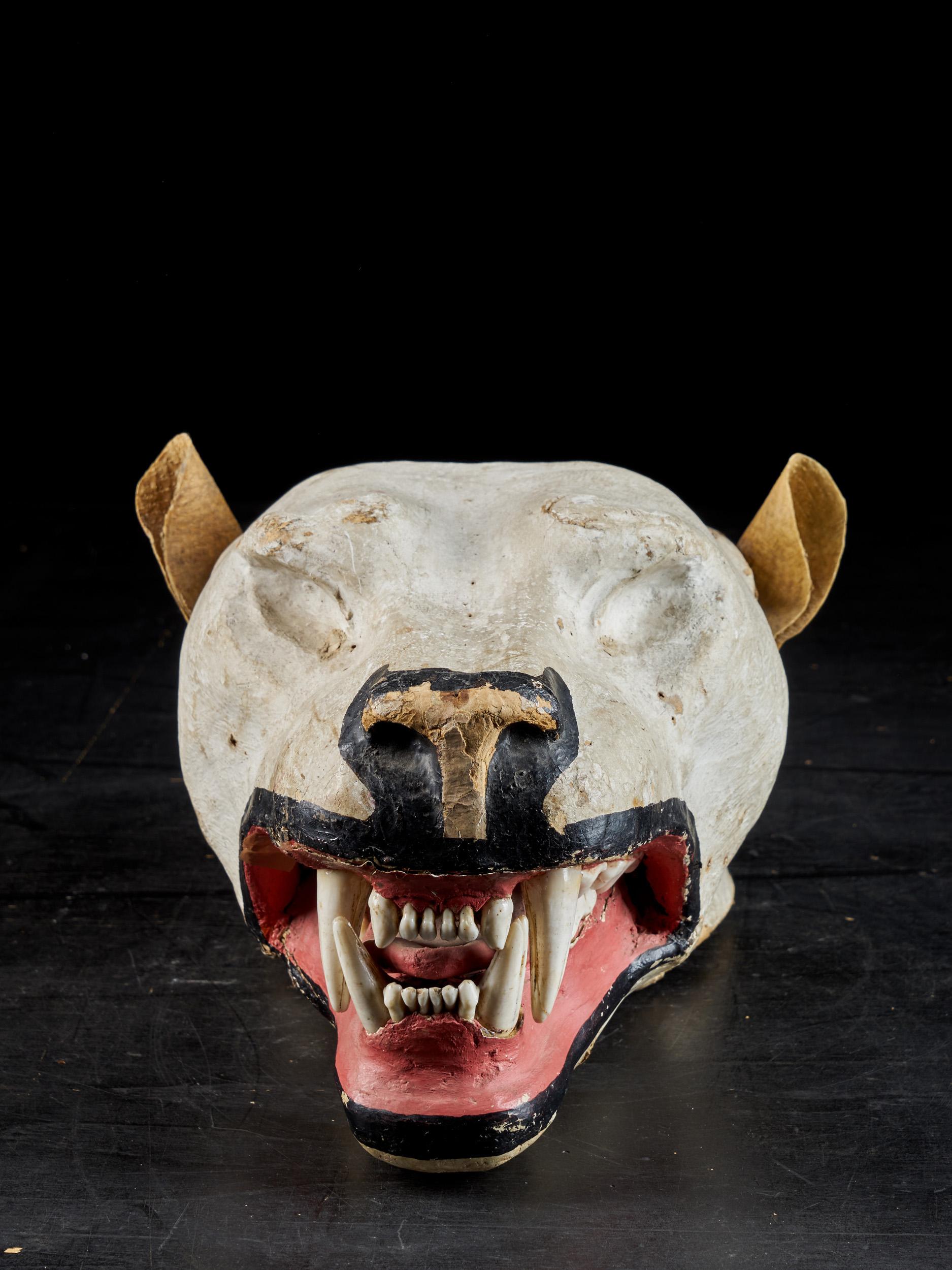 Fait main Tête de lion en papier mâché avec de vraies dents pour la taxidermie en vente