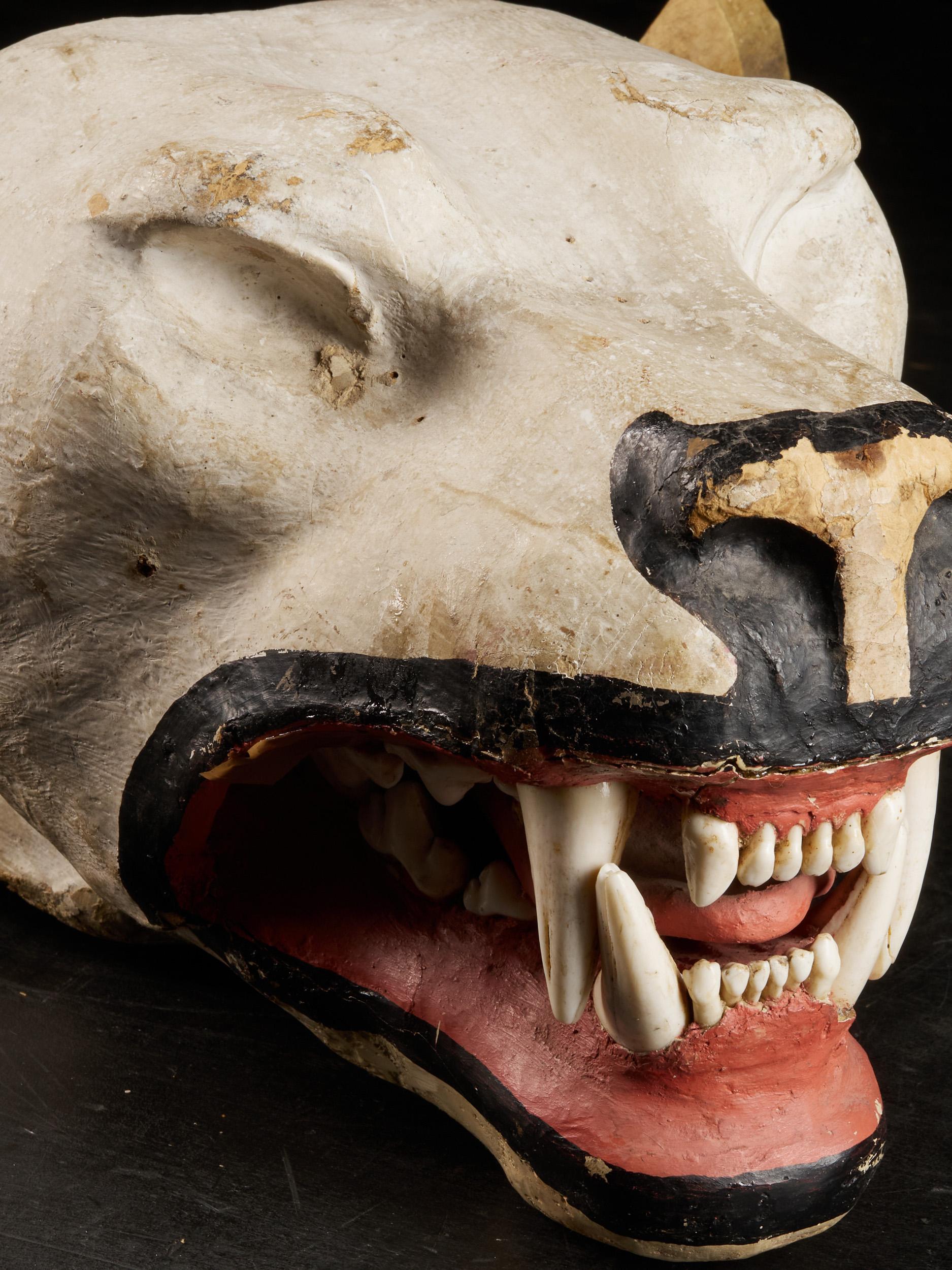 19th Century Papier Maché Lion's Head with Real Teeth for Taxidermy Use