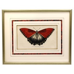 "Papilio Hecuba" Engraving by Frederick Polydore Nodder
