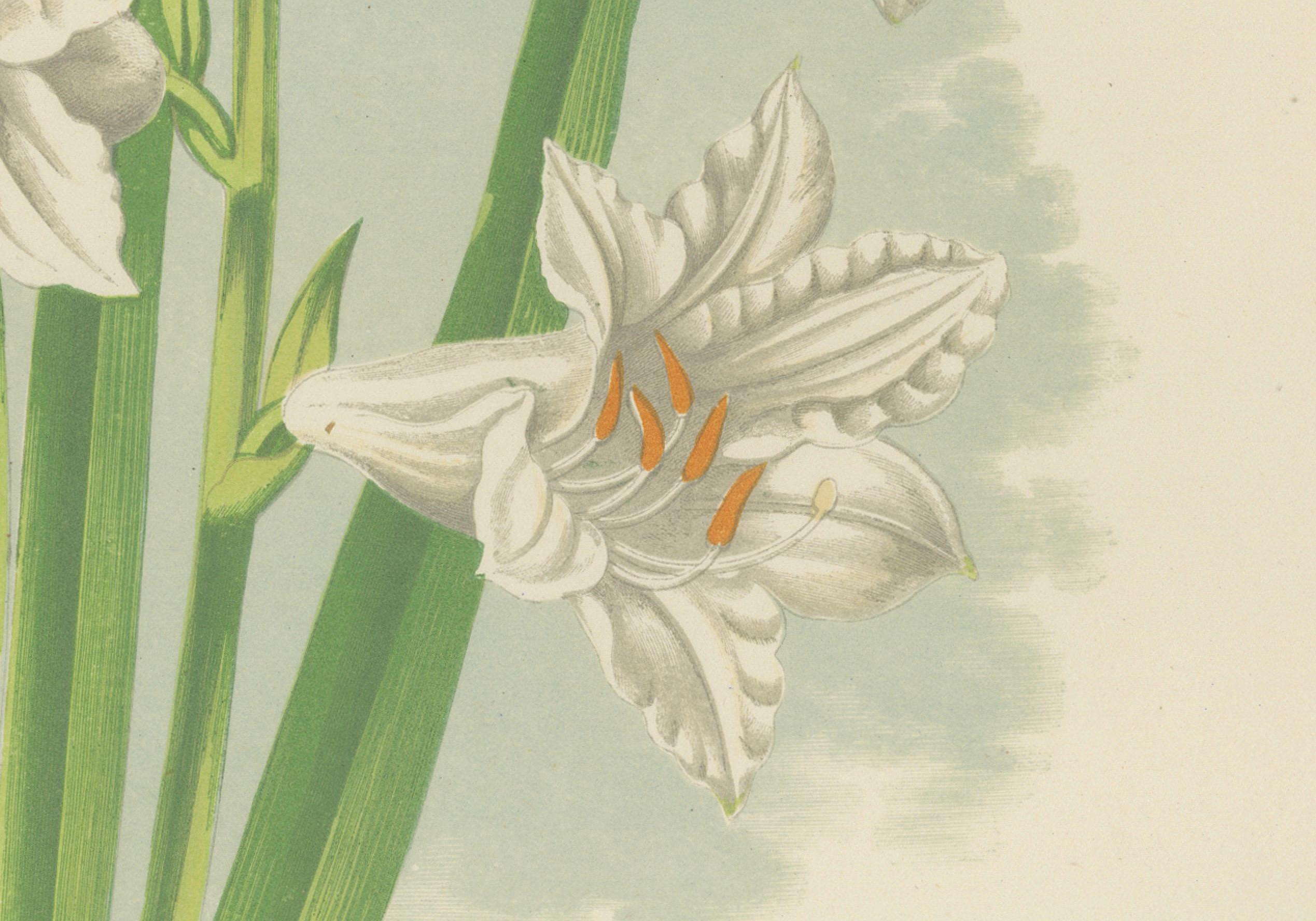 Paradieslilie (Anthericum liliastrum), handkolorierter botanischer Druck, 1874  

Diese raffinierte handkolorierte Lithografie aus dem 19. Jahrhundert zeigt Anthericum liliastrum, allgemein bekannt als Paradieslilie oder Bernhardinerlilie. Die