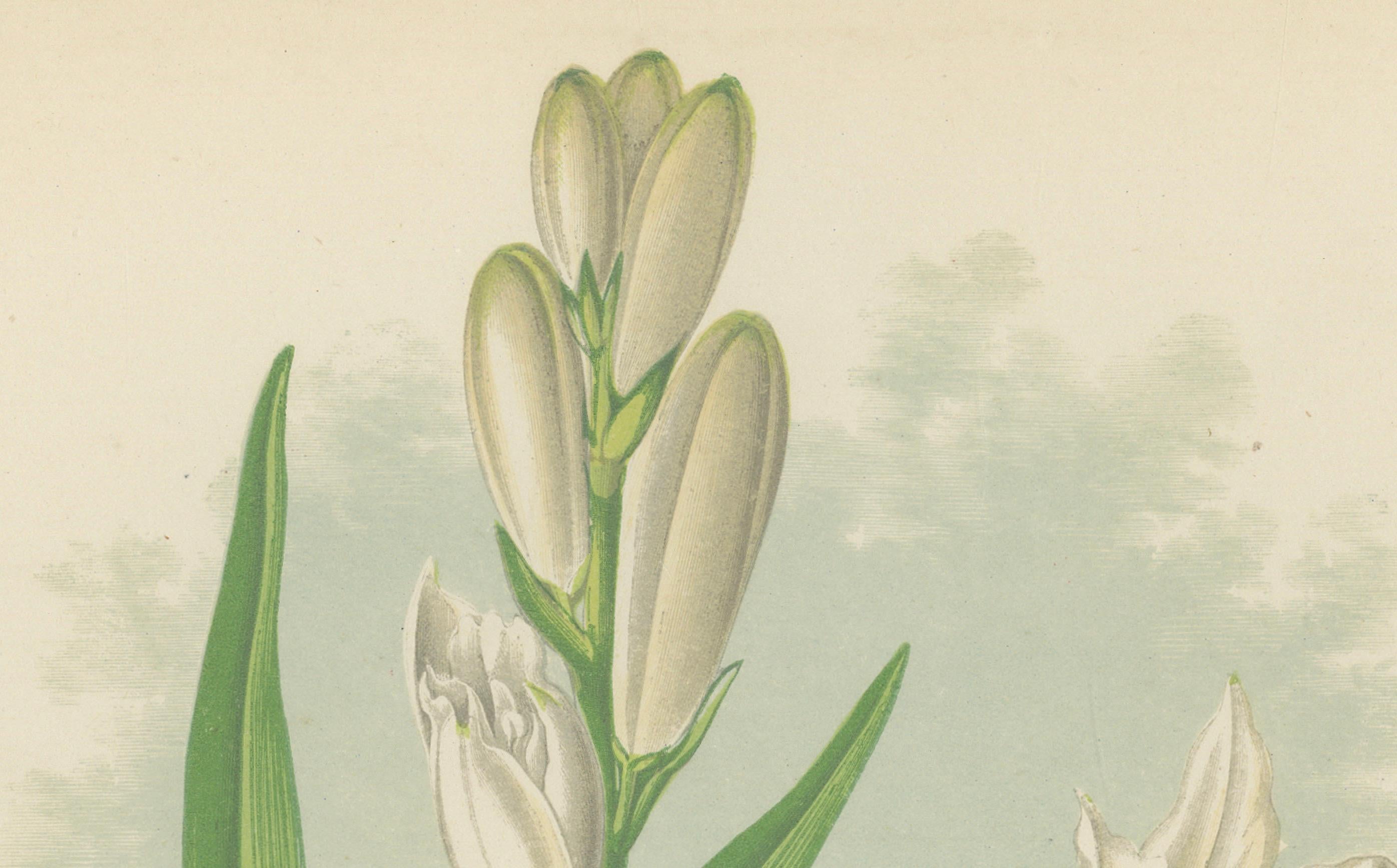 Paradise Lily (Anthericum Liliastrum), handkolorierter botanischer Druck, 1874 im Zustand „Gut“ im Angebot in Langweer, NL