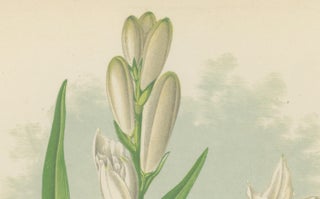 Paradise Lily (Anthericum liliastrum), Hand-Coloured Botanical Print, 1874, view 3