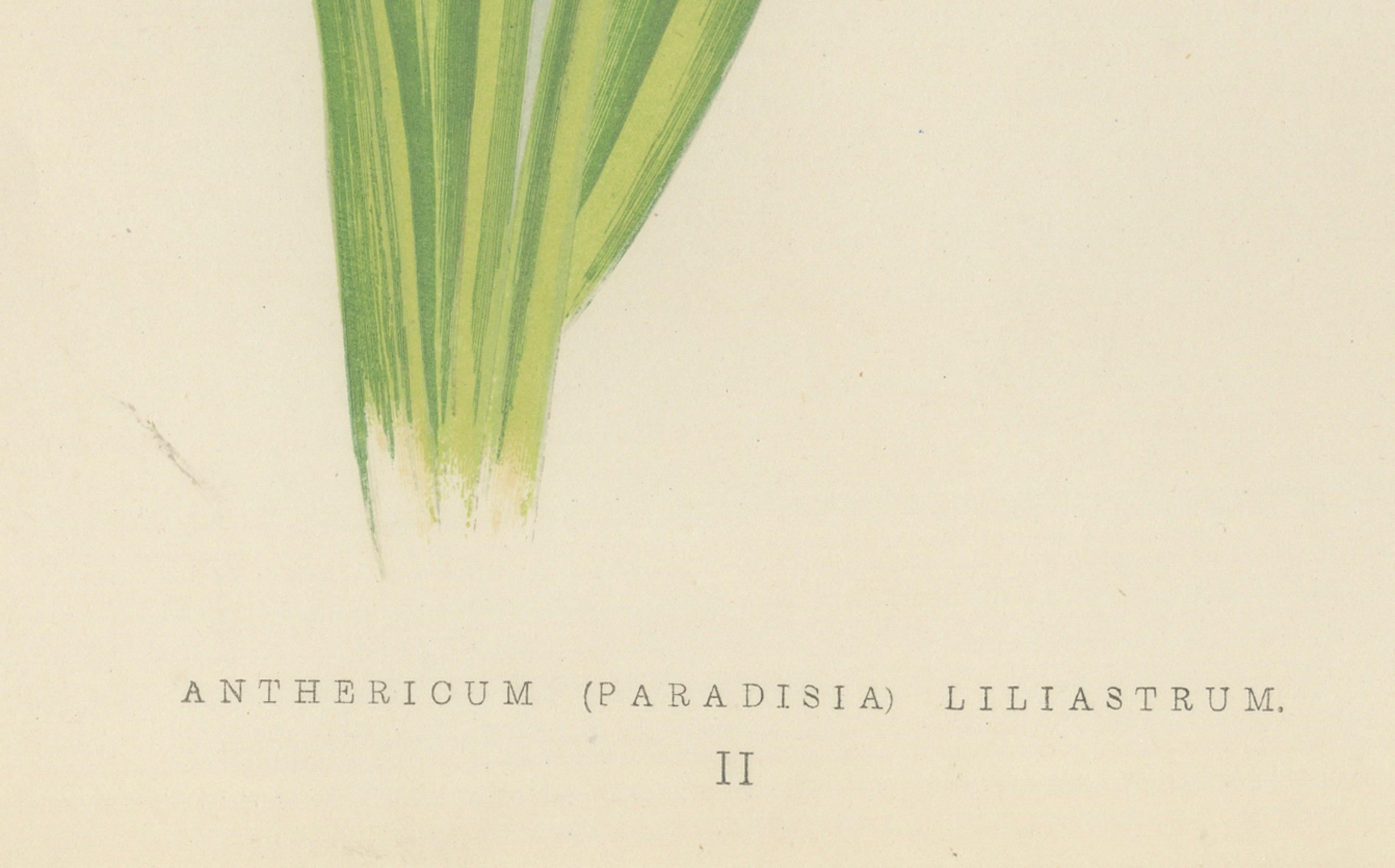 Paradise Lily (Anthericum Liliastrum), handkolorierter botanischer Druck, 1874 (Spätes 19. Jahrhundert) im Angebot