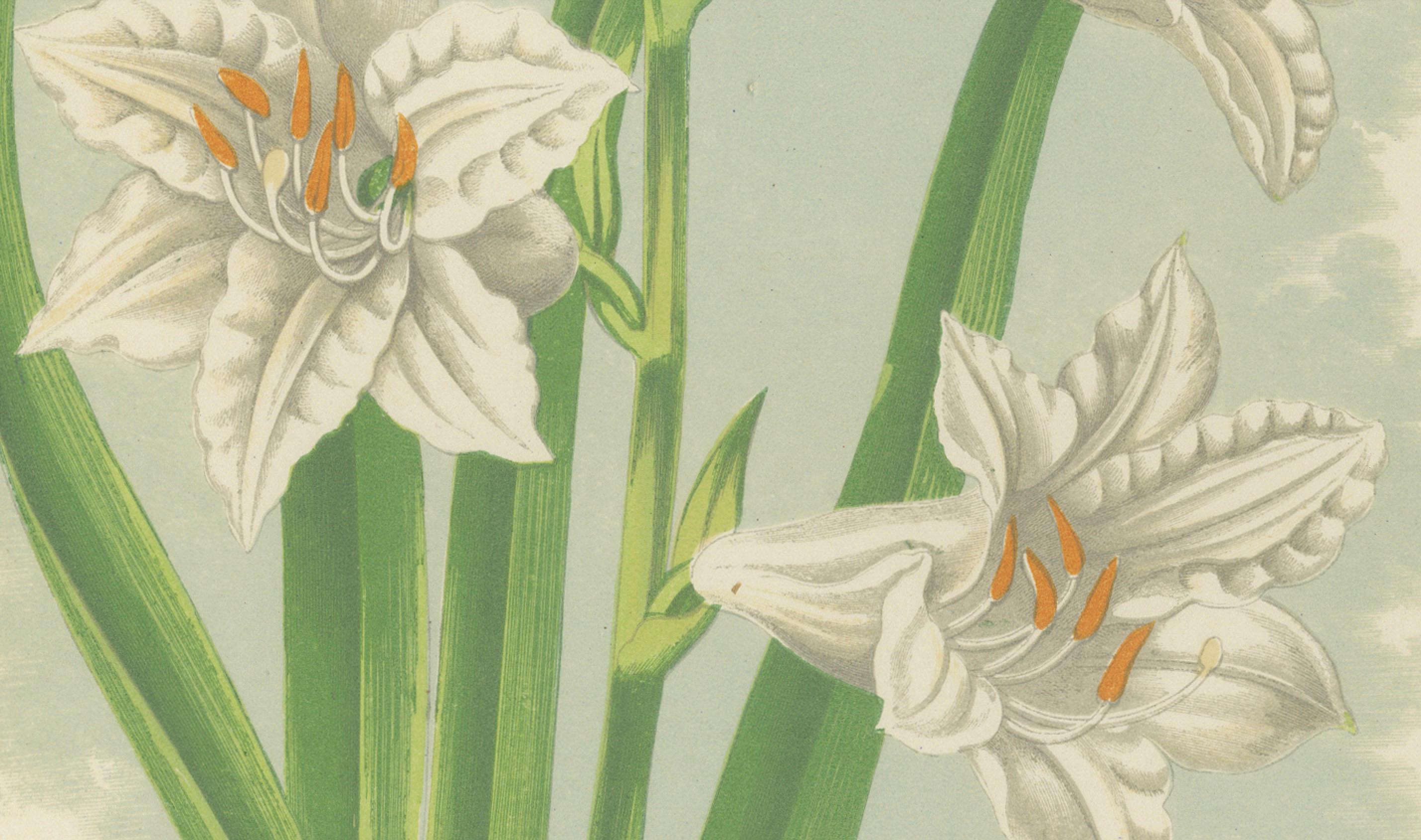 Paradise Lily (Anthericum Liliastrum), handkolorierter botanischer Druck, 1874 (Papier) im Angebot