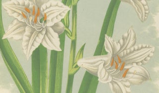 Paradise Lily (Anthericum liliastrum), Hand-Coloured Botanical Print, 1874, view 5
