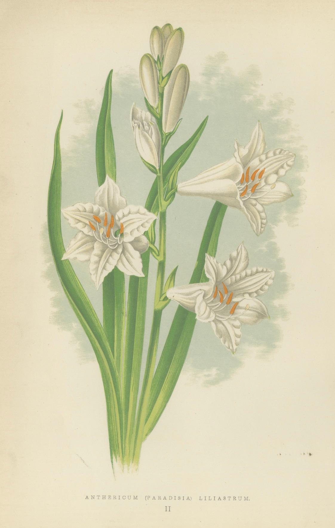 Paradise Lily (Anthericum Liliastrum), handkolorierter botanischer Druck, 1874 im Angebot 1