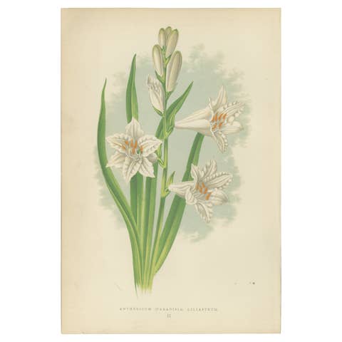 Paradise Lily (Anthericum liliastrum), Hand-Coloured Botanical Print, 1874