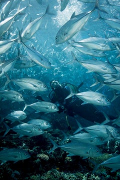 "Paradise Lost" Limited Edition Underwater Photography Signed by Michael Zaimov