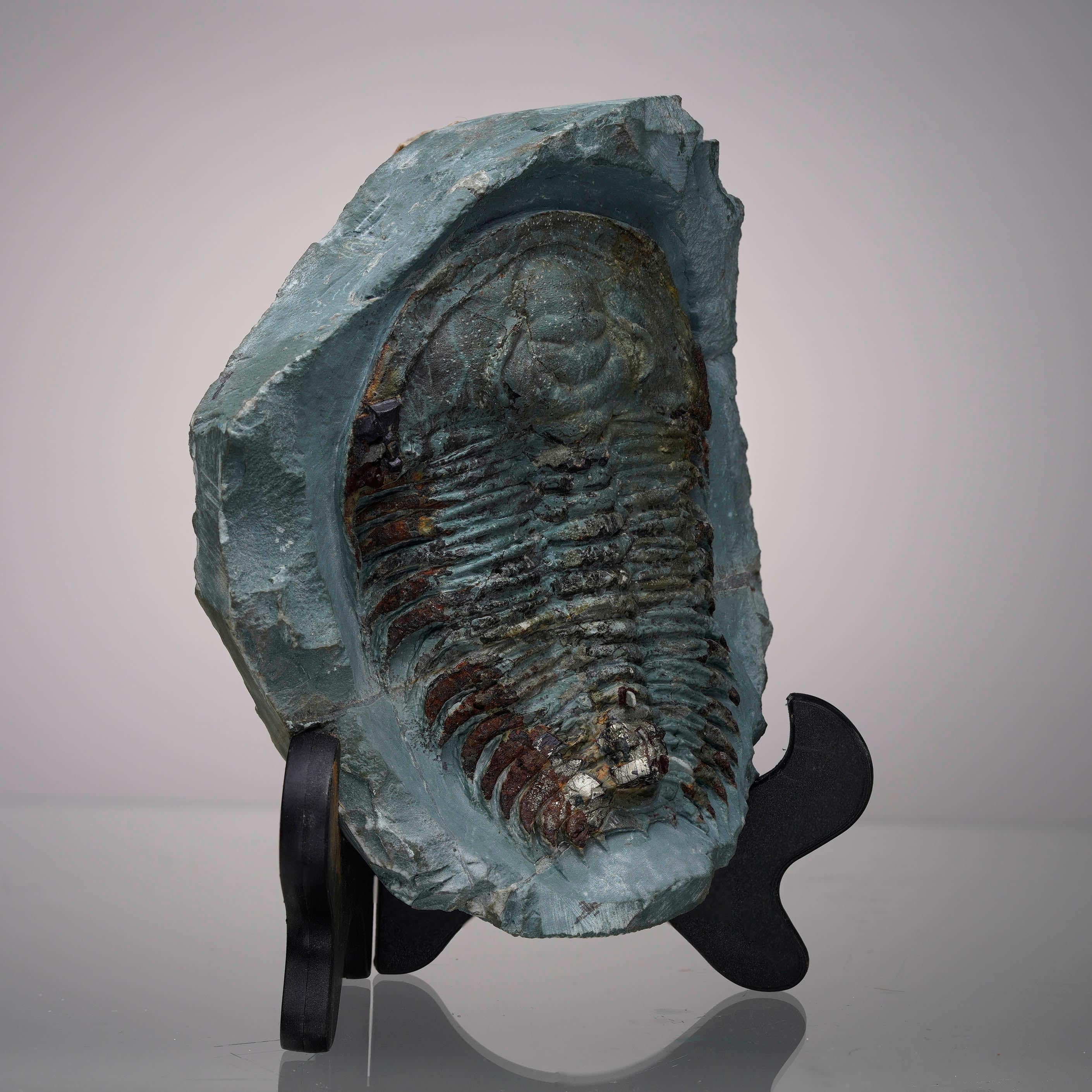 Ce spécimen de trilobite Paradoxides présenté tel qu'il a été trouvé dans la matrice remonte à plus de 499 millions d'années, à l'Epoch du Cambrien moyen. Paradoxides est l'un des premiers genres de trilobites connus. Présentant un corps allongé