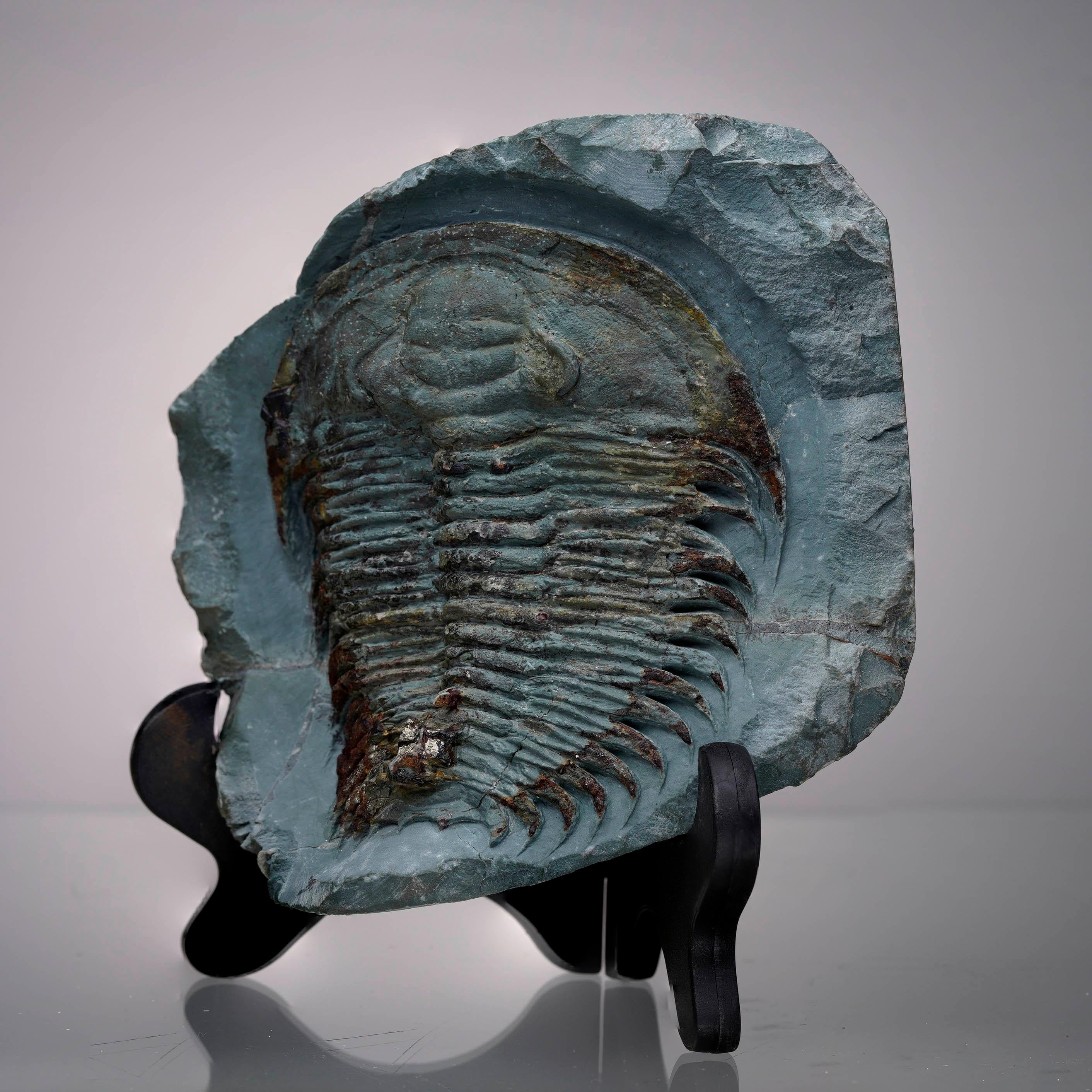 Asiatique Fossile de trilobite Paradoxides en vente