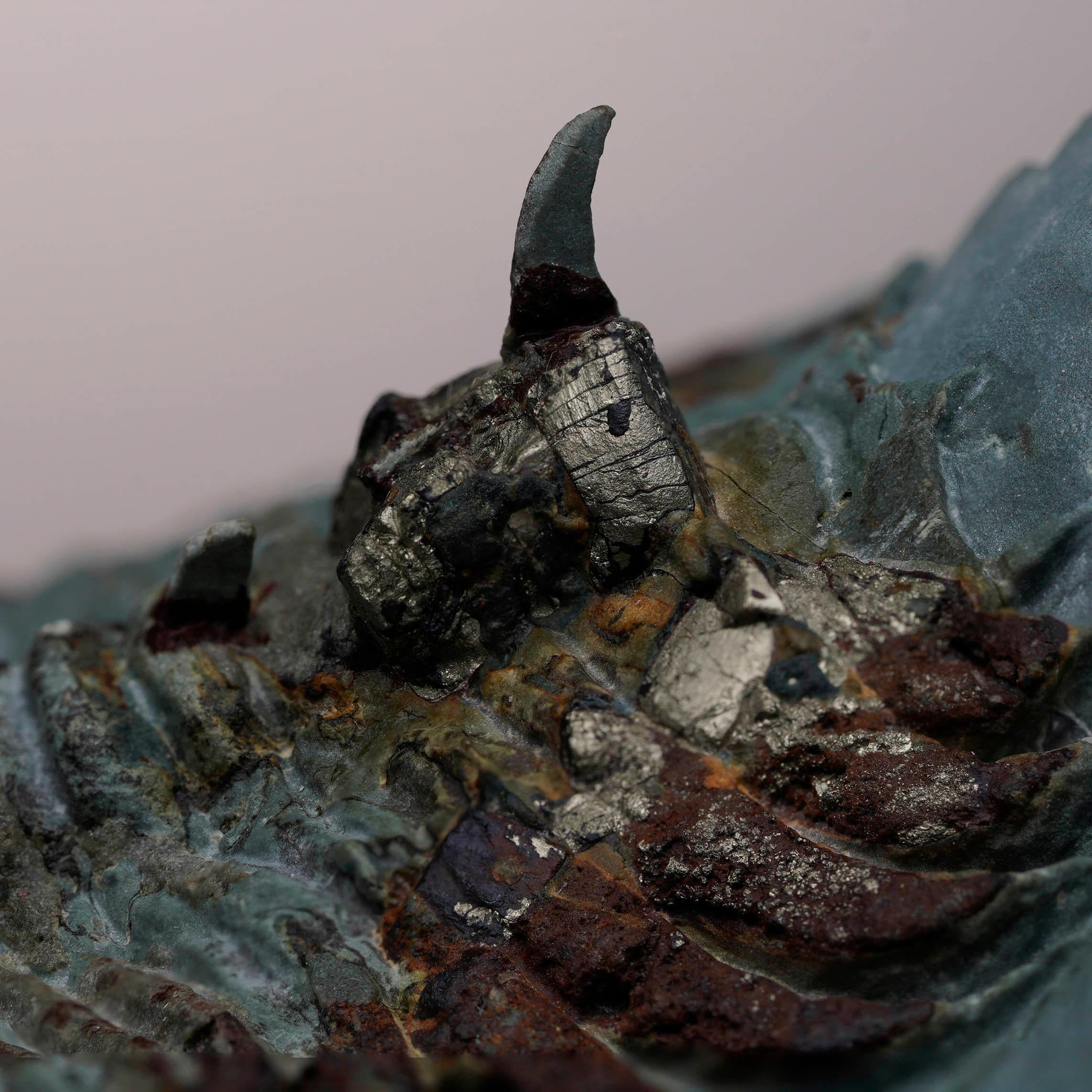 Fossile de trilobite Paradoxides Excellent état - En vente à New York, NY