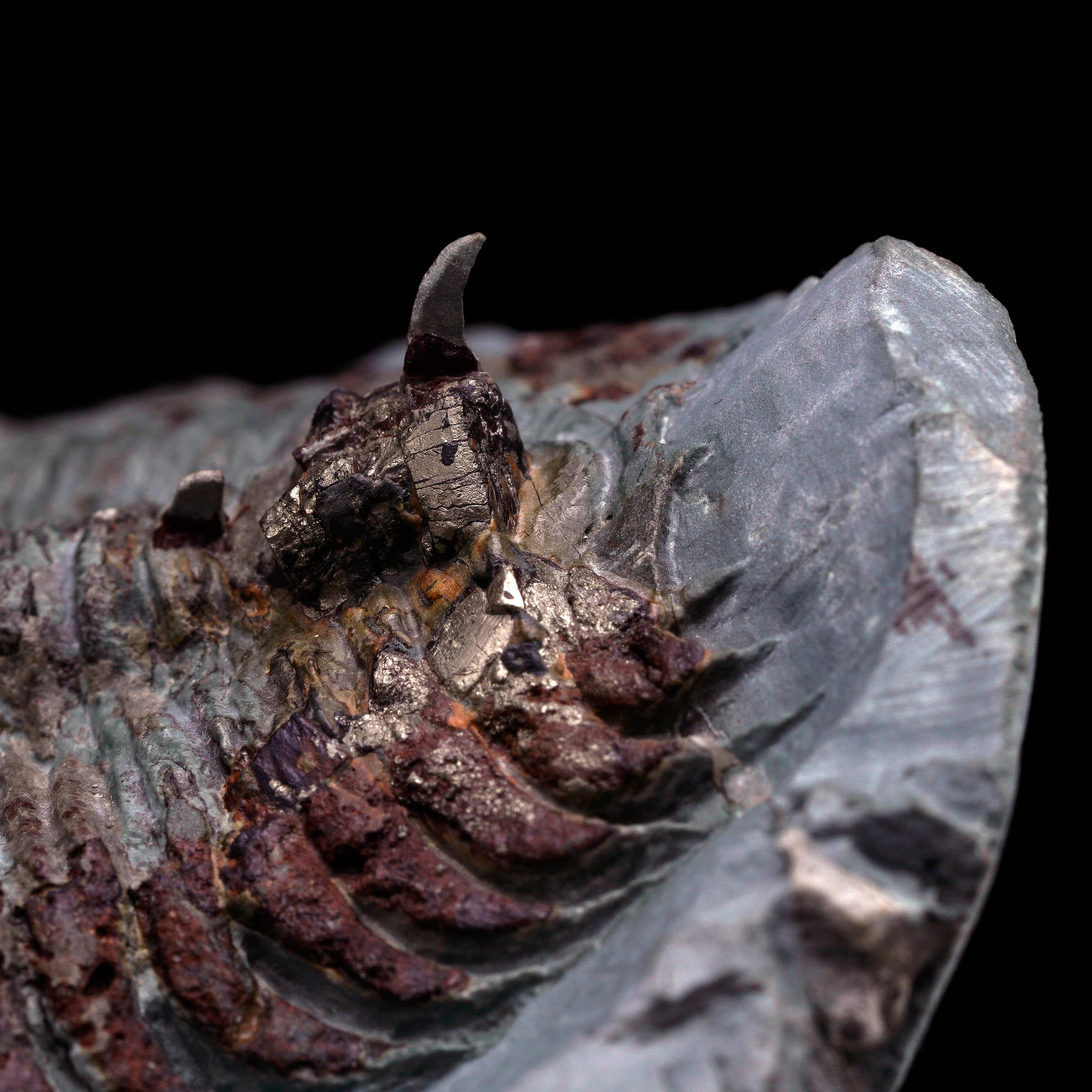Autre Fossile de trilobite Paradoxides en vente