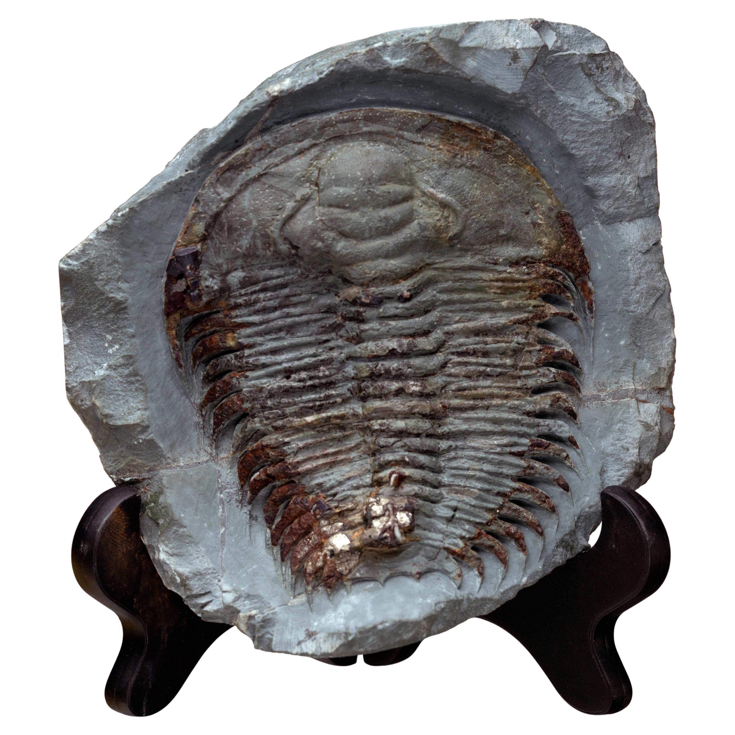 Fósil de trilobites Paradoxides