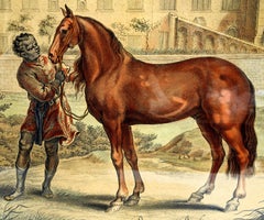 "Paragon un Barbe" Pl. 6&9 A General System of Horsemanship in All Its Branchs