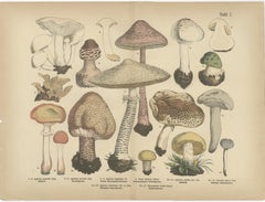 Parasol & Boletes Mushrooms – Antique Botanical Lithograph Set, 1885