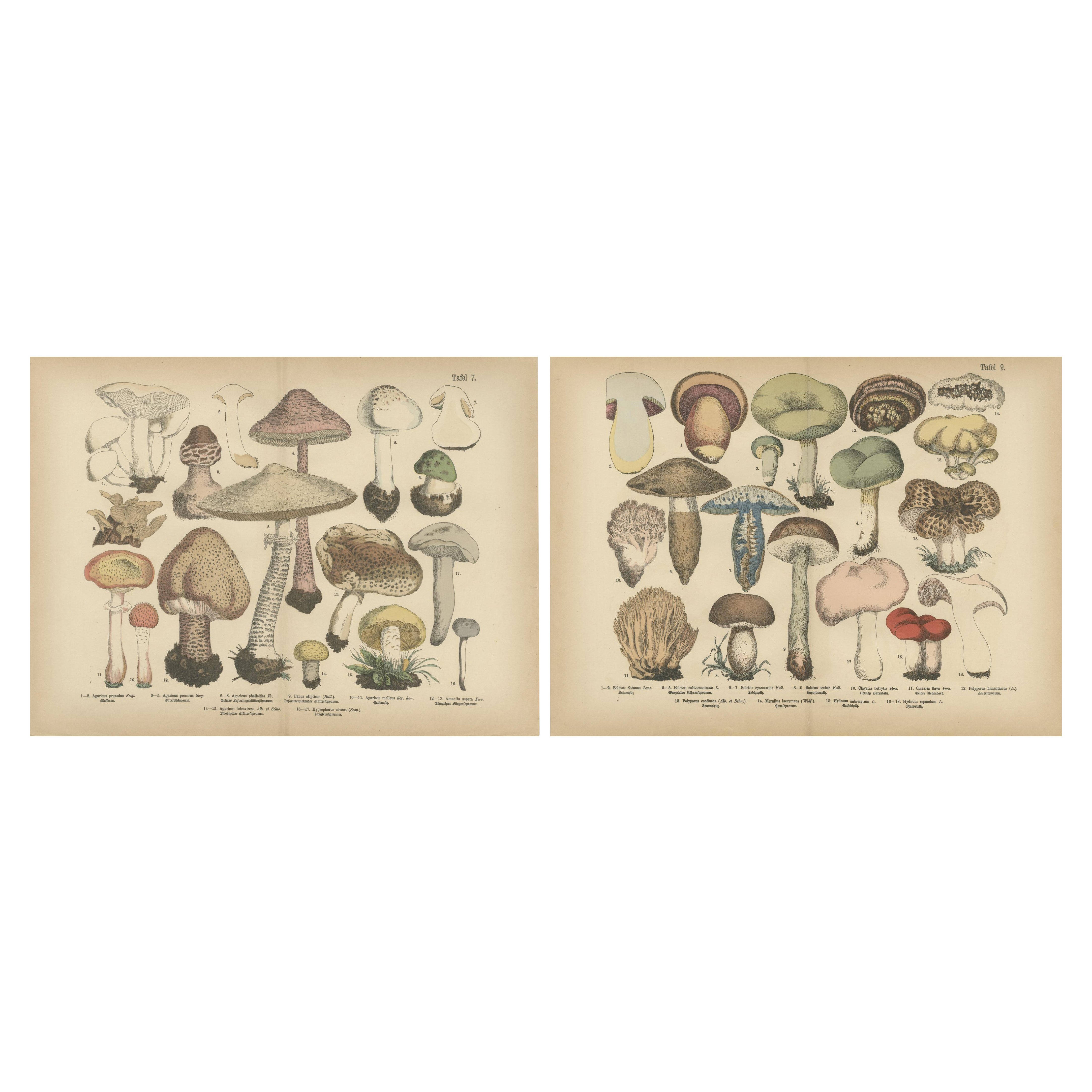 Parasol et champignons bolets - Lithographie botanique ancienne, 1885 en vente
