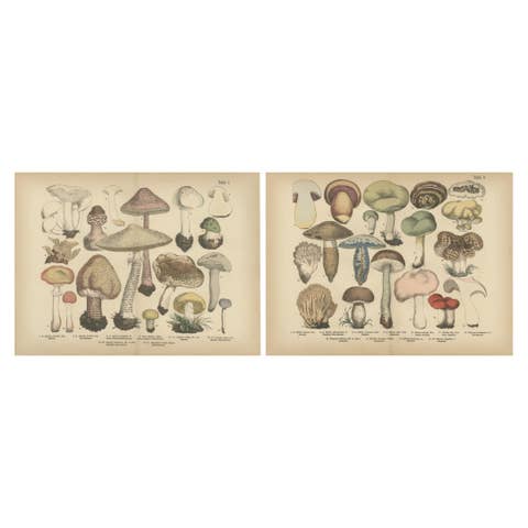 Parasol & Boletes Mushrooms – Antique Botanical Lithograph Set, 1885